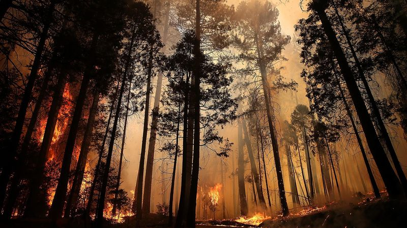 Illustration for article titled Entire Nation Pitches In To Save Yosemite